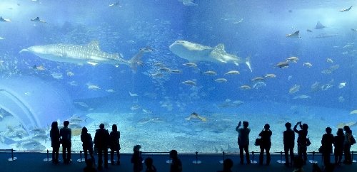 水族館でデート